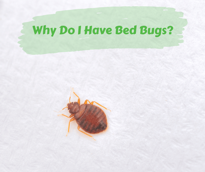 Why Do I Have Bed Bugs?