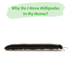 Why Do I Have Millipedes in My Home?