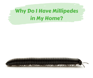 Why Do I Have Millipedes in My Home? Millipede on white background.