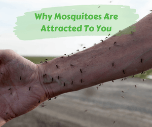 Why Mosquitoes Are Attracted To You