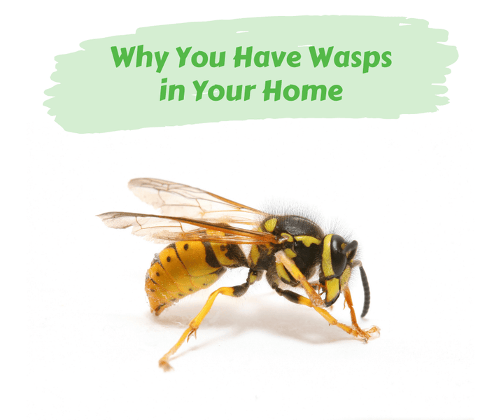 Why You Have Wasps in Your Home