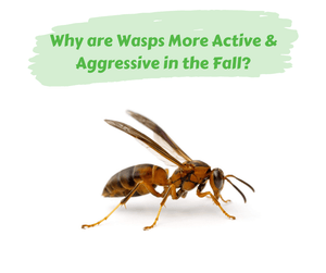 Why Are Wasps More Active & Aggressive in the Fall?