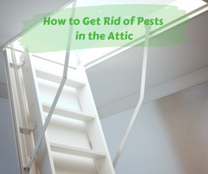 How to Get Rid of Pests in the Attic