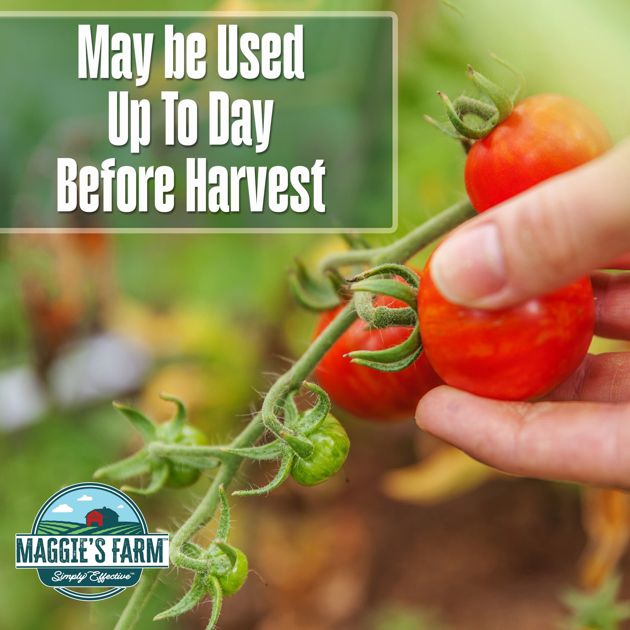 maggie's farm 3-in-1 garden spray directions Vegetable Garden Insect & Disease Control – Maggie's Farm Ltd